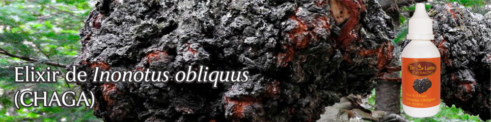 Te Latte CaféElixir de Inonotus obliquus (CHAGA)